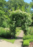 rosa-helenae-semiplena