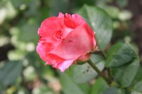rose-gaujard0