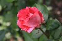 rose-gaujard1
