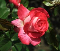 rose-gaujard2