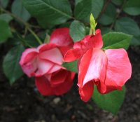 rose-gaujard8