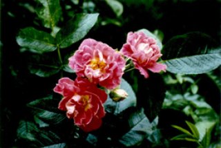 margaret-fleming-joyce-fleming.jpg