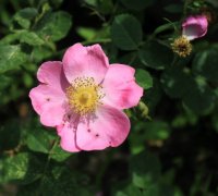 amy-robsart