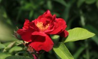 anthony-waterer