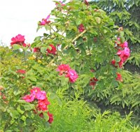 anthony-waterer5