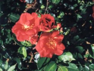 persian-delight-joyce-fleming.jpg