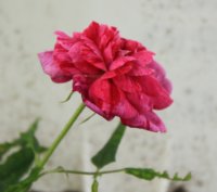 belle-doria3