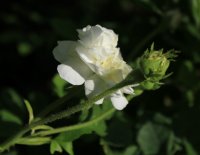 comtesse-de-lacepede0