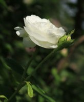 comtesse-de-lacepede9