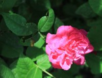 daphne-gall