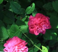daphne-gall02