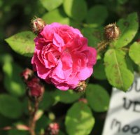 duchesse-de-varneuill