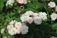 guirlande-rose