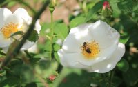 hebes-lip