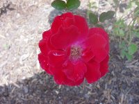 joseph-f-lamb-elko-roses.jpg