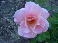 mountain-music-elko-roses.jpg