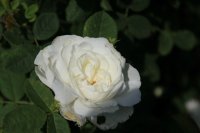 mme-legras-de-st-germaine