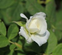 mme-legras-de-st-germaine2