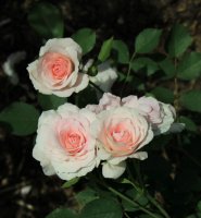morden-blush2