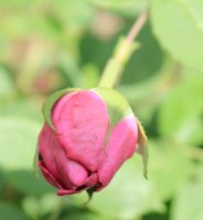 pink-robusta6