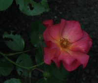 pretty-sunrise