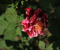 roger-lambelin9