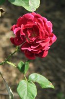 rose-du-roi-pourpres