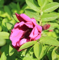 rotes-phaenomen
