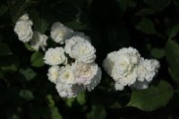 snehurka