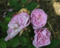 sweet-adeline5