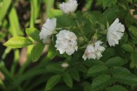 white-nelkenrose