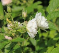 white-nelkenrose8