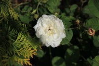 white-provence