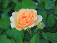 buff-beauty2