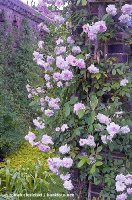 cecile-brunner-kew-garden-london.jpg