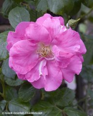 chaplins-pink-climber-2-kew-garden-london.jpg