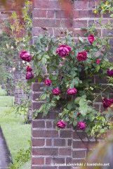 crimson-glory-kew-garden-london.jpg