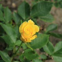 akzent-beetrose1990-baumschulen-drezno3