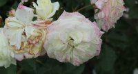 alabaster