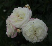 alabaster2