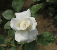 annapurna