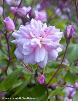 cecile-bruner-lower-flowers-hyde-hall-england-rhs.jpg