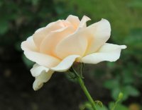 chandos-beauty11