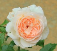 chandos-beauty12-jpga_