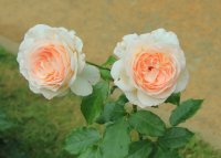 chandos-beauty12