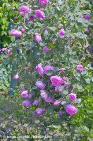 madame-lauriol-de-barny-flower-flowers-hyde-hall-england-rh.jpg