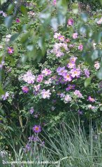 pink-marguer-2.jpg