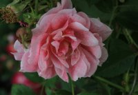 kir-royal3