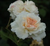 petticoat