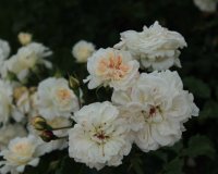 petticoat1